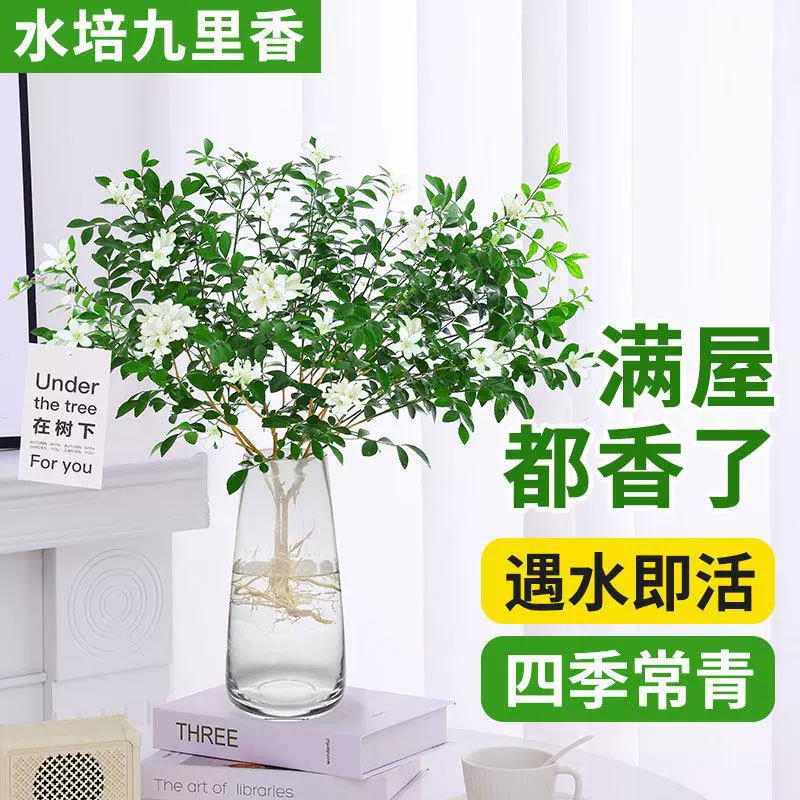 Растения в горшках Jiulixiang, гидропонные растения с сильным ароматом, легко выращиваются в любое время года, саженцы Jilixiang, легко выращиваемые комнатные цветы, зеленые растения, отпугивающие комаров.