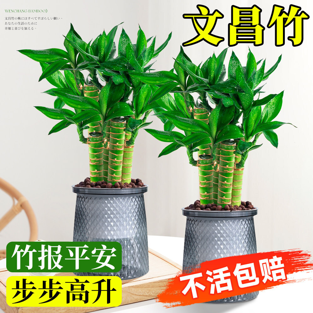 �Ĳ�����������Gֲ���F��ˮ��ֲ��͏d��ؔ���Ӳ��������҃�ֲ��