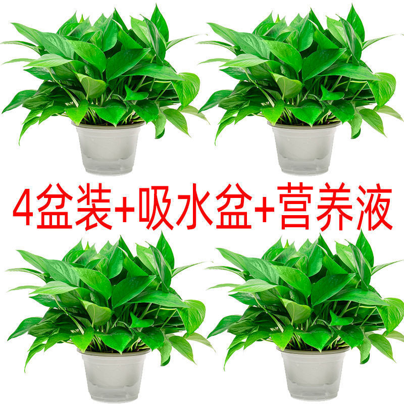 포토스 55개, 화분 4개 + 흡수성 화분 + 액체 2개