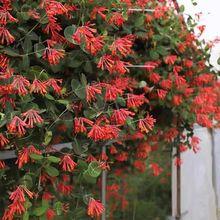 һ�����l���y�������pɫ��ʳ���^�p����ͥԺ��Ԯ��������ֲ���Ϙ�