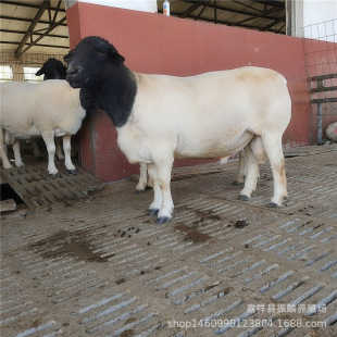 �Ų��d����������� Сβ�����Bֳ�����۶ź��s��������^�Ų���