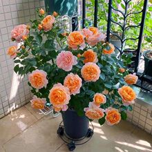���ֱ�l�W�¼������֭�̨������ͥԺ���Ի��@�����ļ��_���܏S