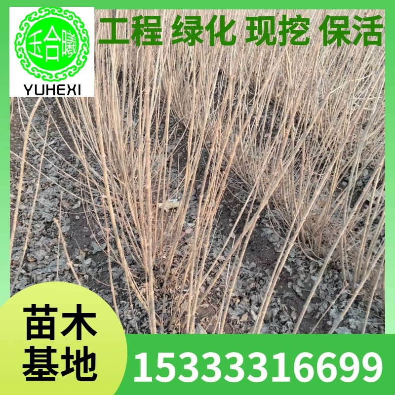 Слива с красными цветками, северо-восточные кустарниковые листопадные саженцы, слива, розовая слива, слива с красными цветками, слива с белыми цветками