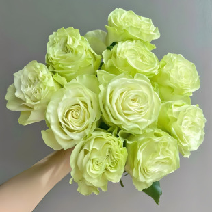 Dropshipping Xiaoqiao Scottish Green Rose Large Seedling Potted Cut Flower Rose Petals Thick Balcony Courtyard