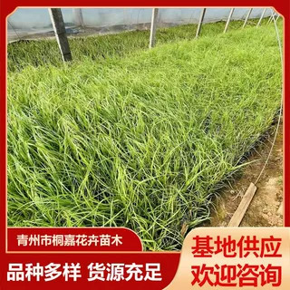 基地供应多年生金红羽狼尾草 紫叶狼尾草 小兔子狼尾草