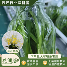 ���������m0817��ɫ�M����ƿ��M�����״���҃������Ի�����r��