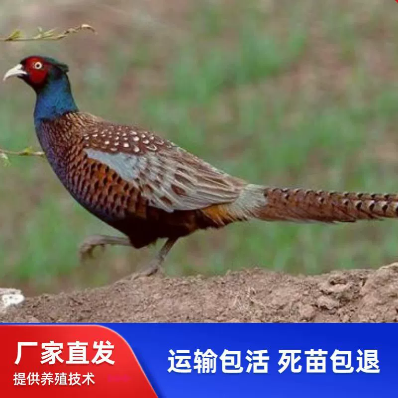 Яркие цыплята фазана доставляются до вашей двери, маленькие живые цыплята, домашние куры на свободном выгуле, живые цыплята жемчужной курицы.