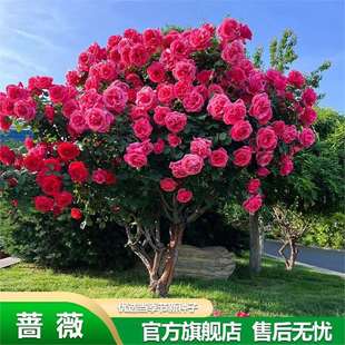 Climbing Rose Seeds Bloom in All Seasons, Climbing Rose Seeds, Climbing Vines, Courtyard Large Florals, Balcony Flower Pots