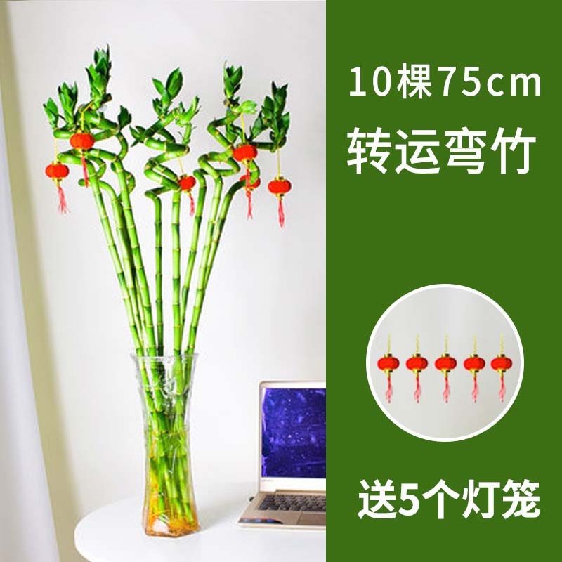 75cm 이동 대나무 10개 + 랜턴 5개
