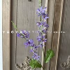 Foxtail purple