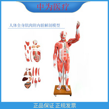 �О��t�� �t�ü��˃��K���ʽ̌W��Ʒ ���wȫ�����⸽���K����ģ��