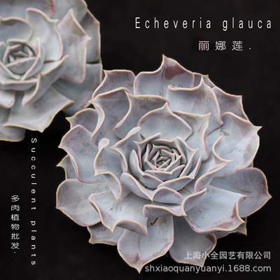 小全園藝大顆多肉植物麗娜蓮石蓮花批發多肉大棚Echeveria glauca