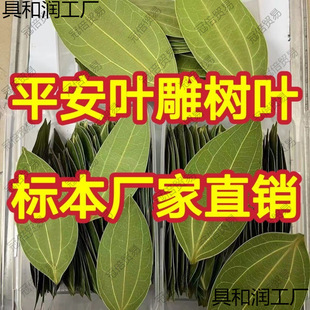 Carving Leaves Ping An Leaves Wholesale Dry Processing Leaf Carving Tree Leaves Machine Laser Carving Photo Leaves