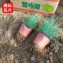 山东盆栽花海绿化草花