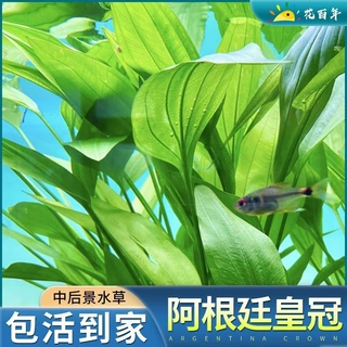 阿根廷皇冠真草鱼缸造景装饰新手级增氧净真好养耐活淡水植物水草