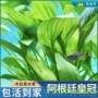 阿根廷增氧新手植物水草