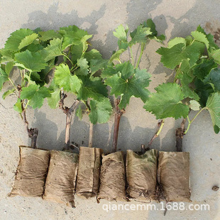 Grape Seedling Potted Grape Tree Jufeng Tree Seedling Summer Black Courtyard Fruit Tree Seedling Fruiting in the Year Planting in the South and North