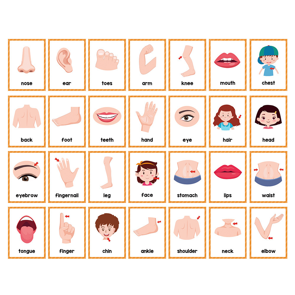 クロスボーダー英語身体部位body partフラッシュカード英語単語カード子供早教英語学習カード