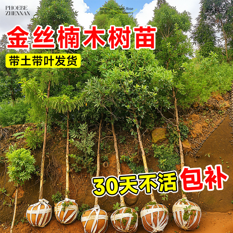 金丝楠木树苗地栽盆栽苗木批发庭院别墅绿化大树基地源头供应直发