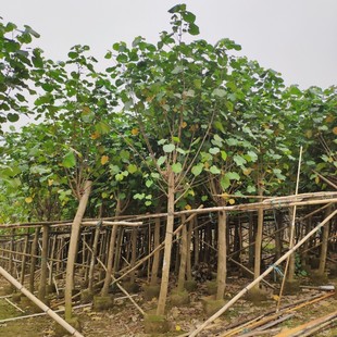 ���� �S�� 10-15cm ���� �S� ��֦�� �����G������