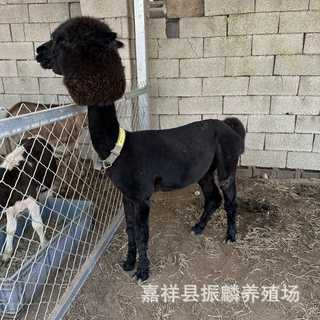 宠物羊驼出售活体观赏羊驼景区观赏羊驼价格出租萌宠展览