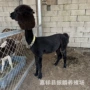 展览景区观赏活体羊驼