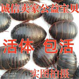 活土元活体土元虫种卵地鳖虫药食两用土鳖500g包邮真货好货