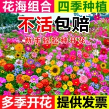 �ͺ����갫��Ұ���M�ϲ�˹�շN���ļ��׷N��ɣ����ͥԺ������ղ�