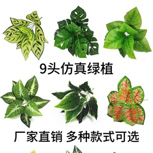 �S��ֱ�N����Gֲ9�^�����f����ֲ�ﱳ������Ĳ廨�҃������b�