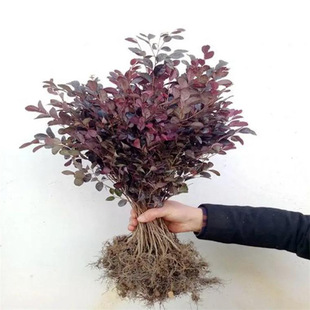 �t���^ľ�����Ϙ������辰ͥԺ�e�������ļ��ͺ��@�ֹ��̾G����ľ