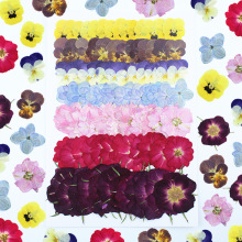 三色堇绣球飞燕玫瑰干花压花大包组合手工DIY押花滴胶相框画蜡烛