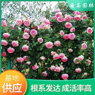 European Rose, Rose, Rose Vine, Climbing Plant, Rose, Balcony Potted Flower, Rose