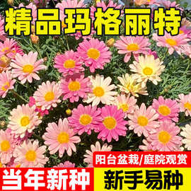 玛格丽特花种籽子多年生太阳花四季播种阳台庭院易活小雏菊种籽子