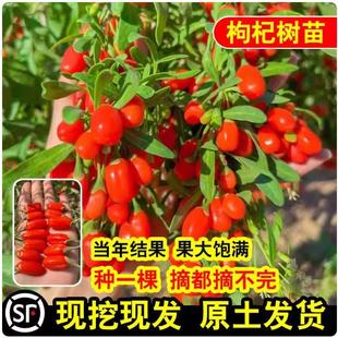 �t��轘��Ϸ������ļ��Nֲ����Ե��Ժ���轮���Y������