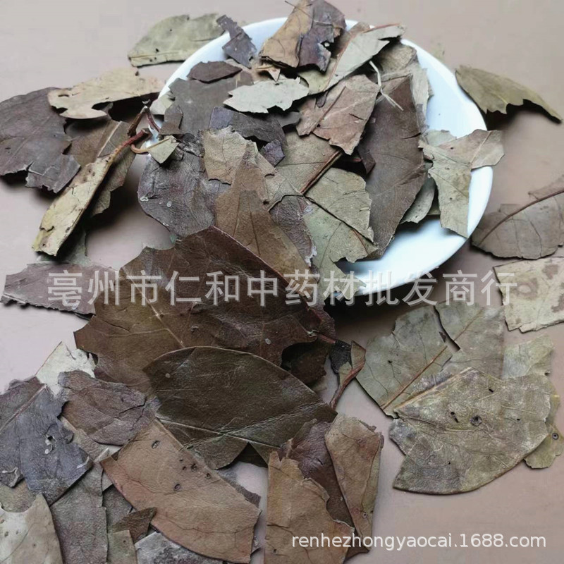 Dried Mao Dong Qing Leaf Ilex Pubescens 500g Traditional Chinese Herb for Decoction and Tea specifications