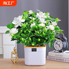 栀子花盆栽花卉植物带花苞桌面阳台水培绿植浓香型大花多季节开花