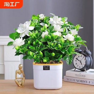 �d�ӻ����Ի���ֲ����������̨ˮ��Gֲ�����ʹ󻨶༾���_��