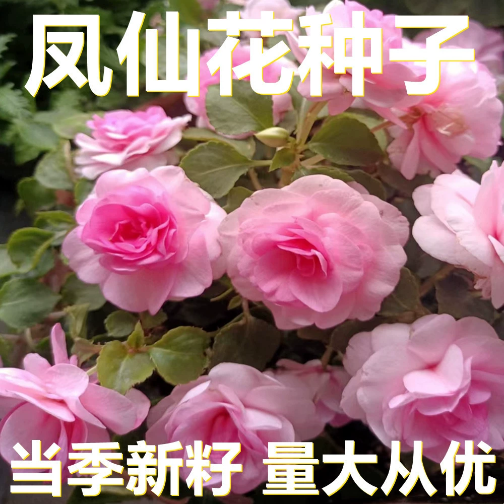 Семена импатиенса 250-500г в мешках оптом, прямые поставки с места происхождения, сезонные новые семена, семена садовых цветов