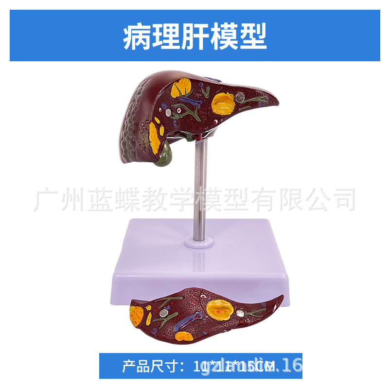 ҽѧ��������������ģ�͸��ŵ��ҵ��ܽṹ����ϵͳ������ʾ�̾�