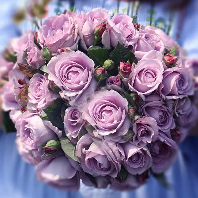 Синий Штормовой Сок Балкон Кустарник Цветок Розы Рассада Красивая Ценность Сумка Двор Балкон Цветок В Горшке Несезонное Цветение