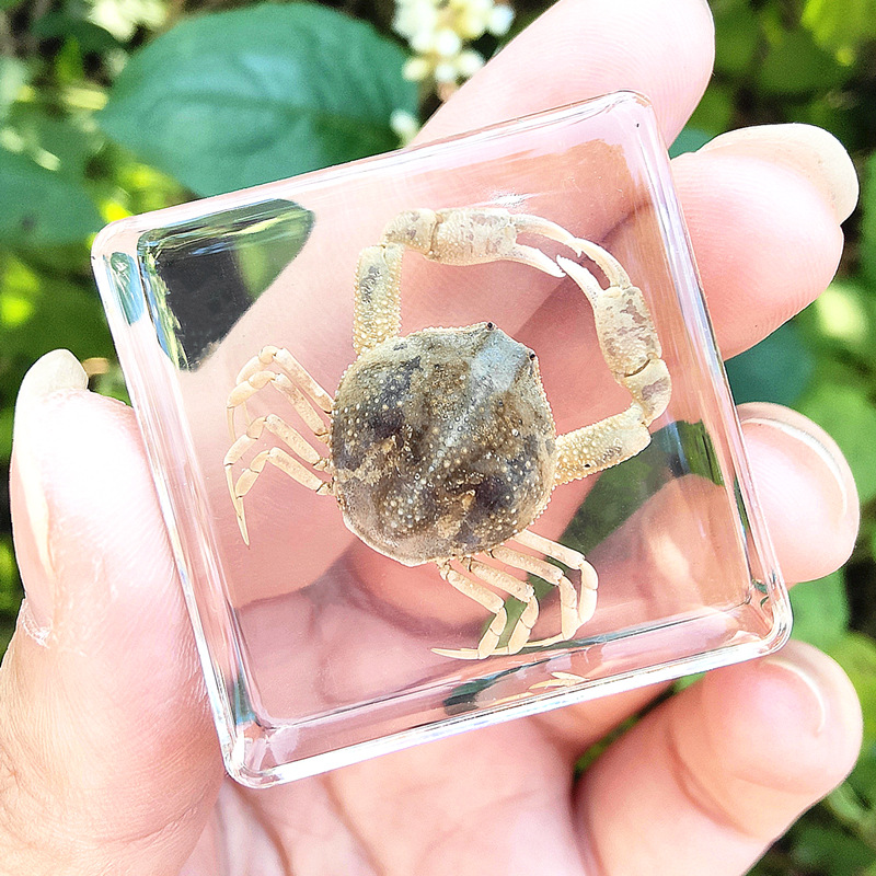 장미 붉은 콩 모양의 주먹 게