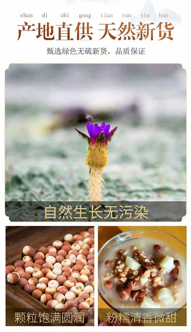 Dried Gorgon Fruit Qian Shi 500g Euryale Ferox Seeds for Soup Congee and Herbal Cooking key features