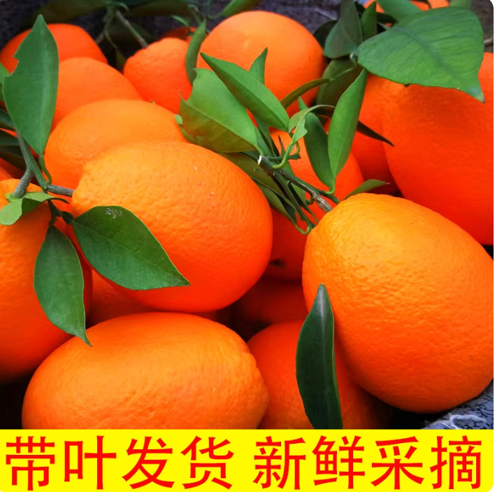 重庆奉节脐橙纽荷尔大果10斤橙子当季新鲜水果甜橙整箱包邮旗舰店