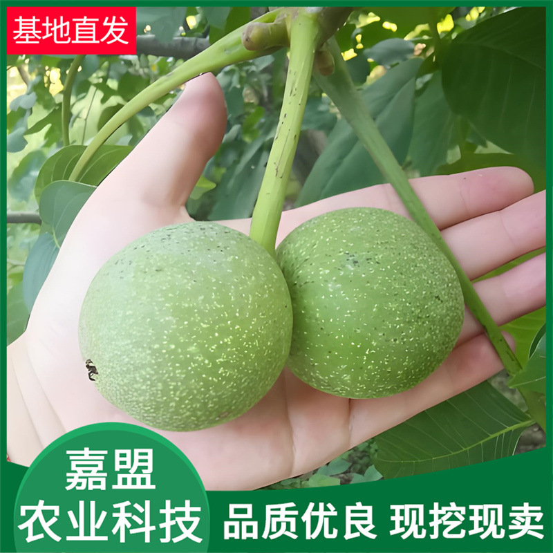 核桃苗基地 根系粗壮移栽当年结果纸皮核桃苗 品种多样核桃苗