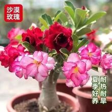 重瓣沙漠玫瑰盆栽四季开花好养老桩室内多色阳台花卉绿植盆景多肉