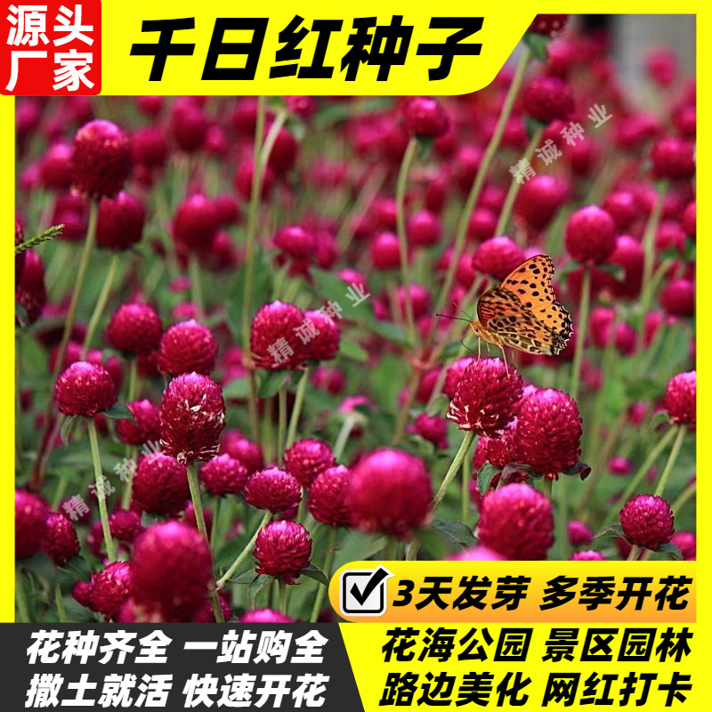 千日红种子百日红火球花种籽花卉盆栽四季春秋播种园林千日紫花籽