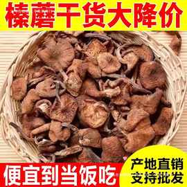 年榛蘑东北野山货生蘑菇干鹿茸菇小鸡炖蘑菇用的榛蘑珍品俏