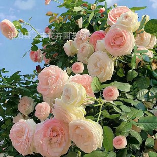 �¼�õ��N�Ӽt��õ�S��õ�N�����lõ��N�ӻ���ֱ�l ����ă�