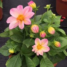 С�����^��ֲ���^���ر������� ����ֱ�l