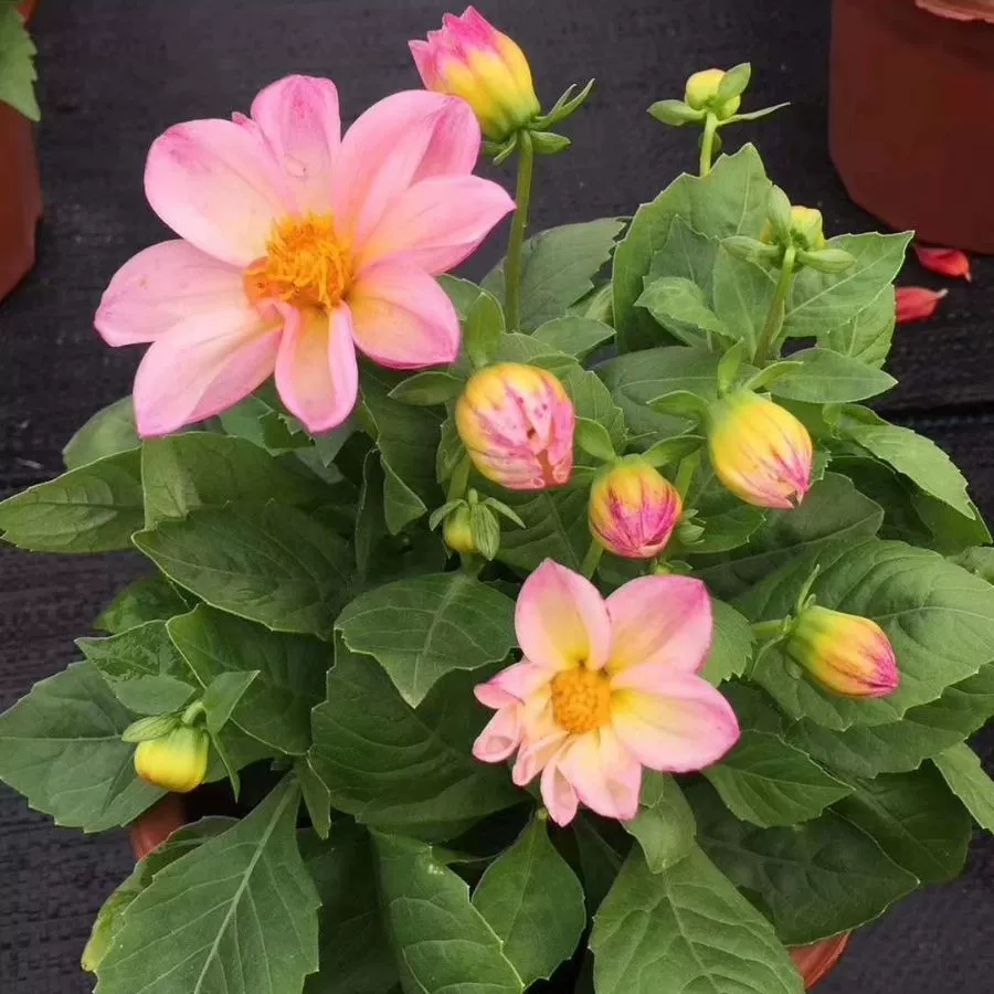 Маленький цветок растение цветок земля рассада в горшке база прямые волосы